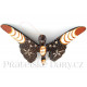 Motýl 1 soška - dekorace / Dřevo 18x25cm